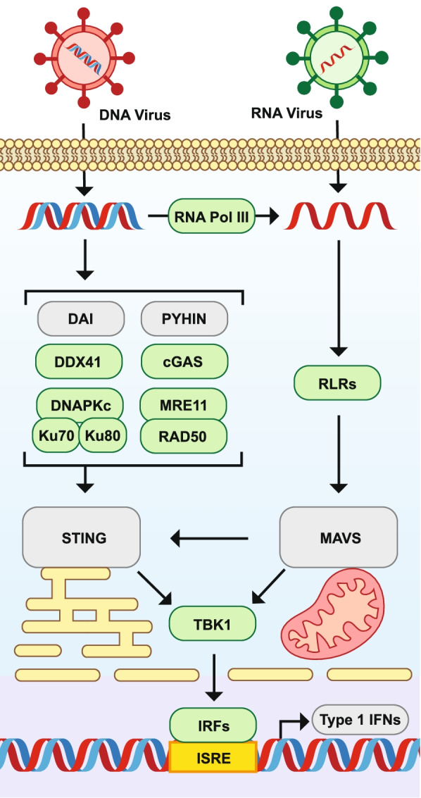 Fig. 7