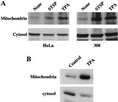 FIG. 10