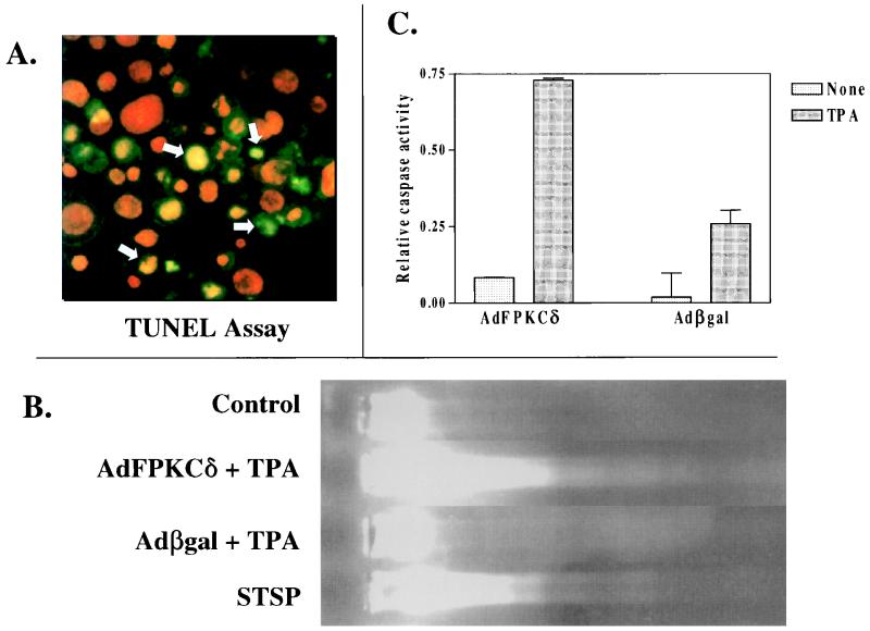 FIG. 7