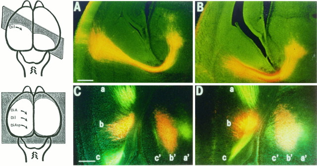 Fig. 10.