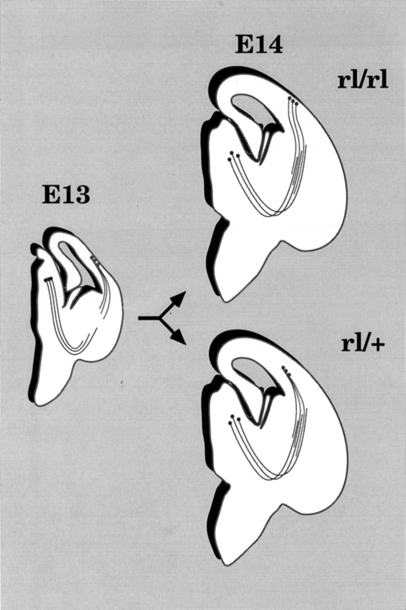 Fig. 11.