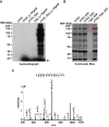 Figure 1—figure supplement 1.