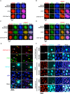 Figure 2—figure supplement 1.