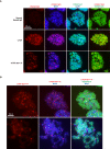 Figure 3—figure supplement 1.