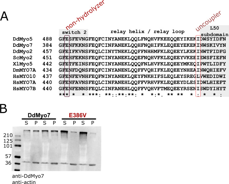 Figure 7—figure supplement 1.