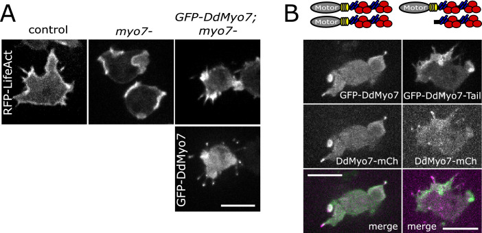 Figure 1—figure supplement 1.