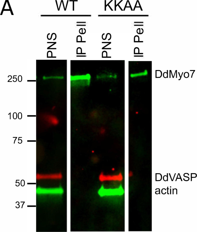 Figure 3—figure supplement 1.