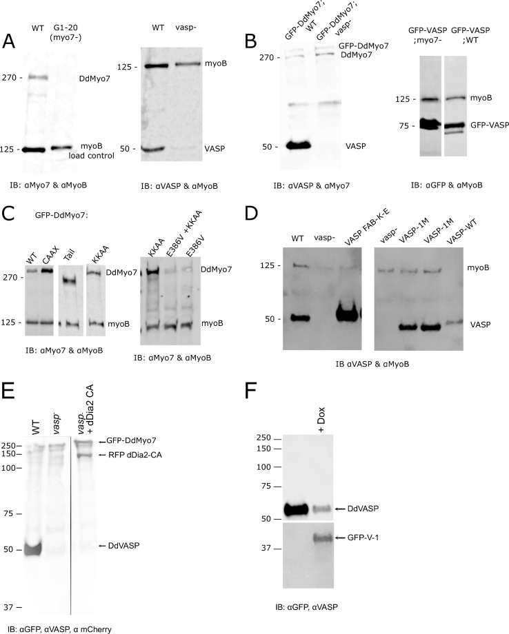 Figure 1—figure supplement 2.