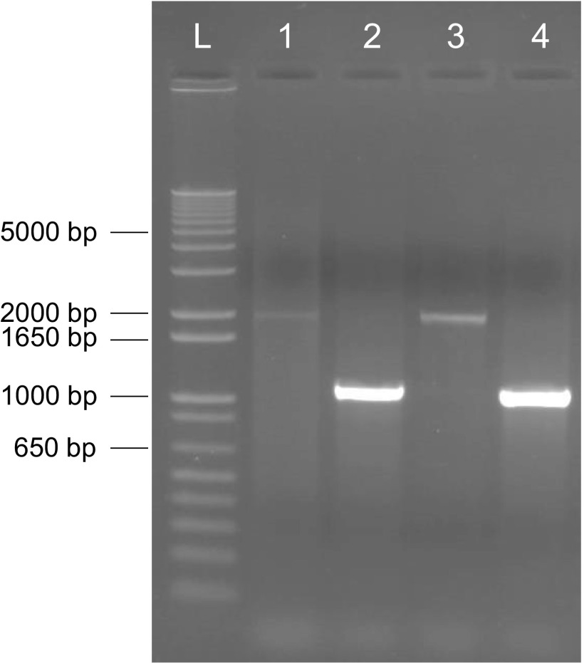 Fig. S5.