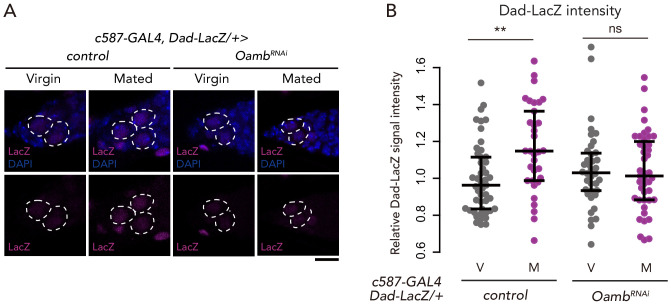 Figure 1—figure supplement 3.