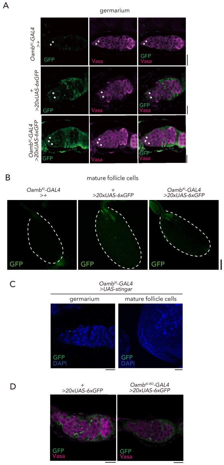 Figure 1—figure supplement 2.