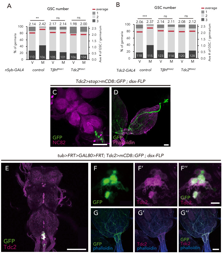 Figure 5—figure supplement 1.