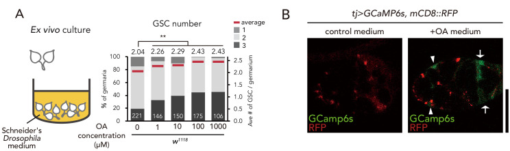 Figure 2—figure supplement 1.