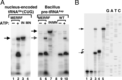 Fig. 7.