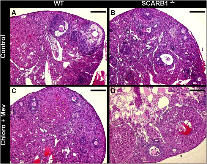 Fig. 8.