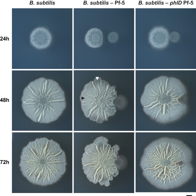 FIG 3