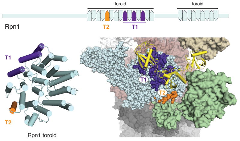 A ligand-binding hotspot in the proteasome for assembling substrates and cofactors