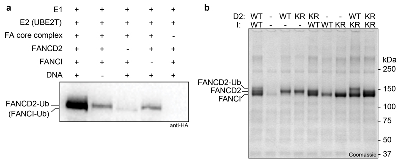 Extended Data Fig. 1