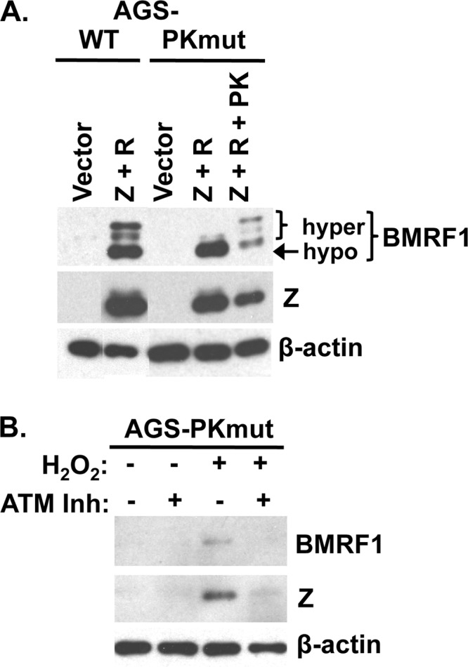 Fig 5