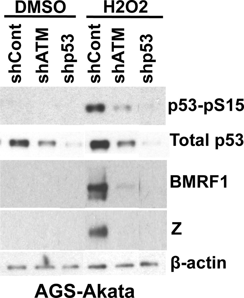 Fig 6