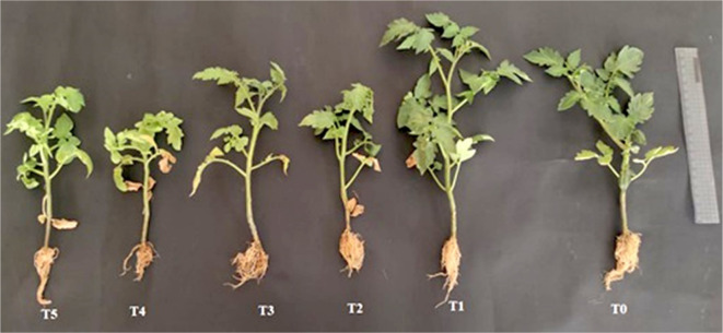 Fig. 8
