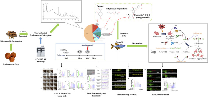 graphic file with name FPHAR_fphar-2024-1332468_wc_abs.jpg