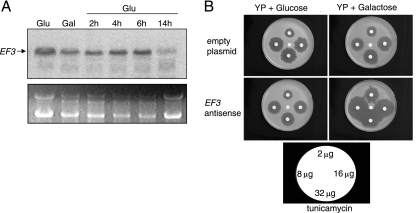 FIG. 5.