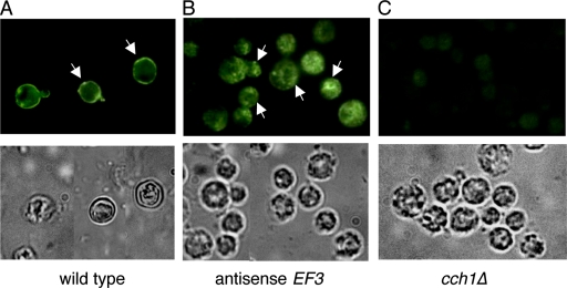 FIG. 6.