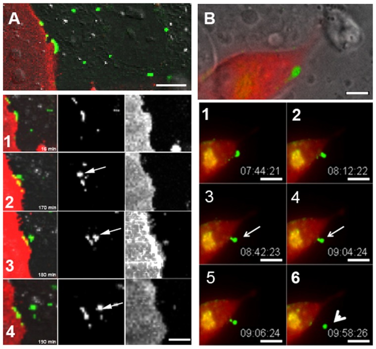 Fig. 4.