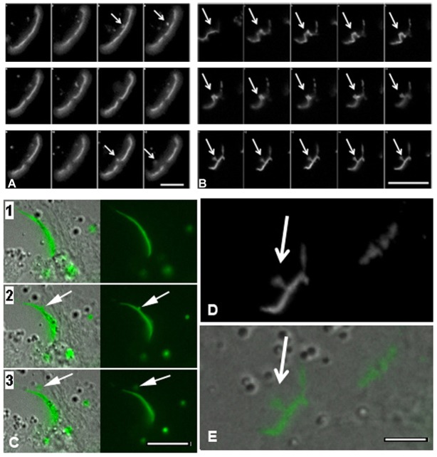 Fig. 5.