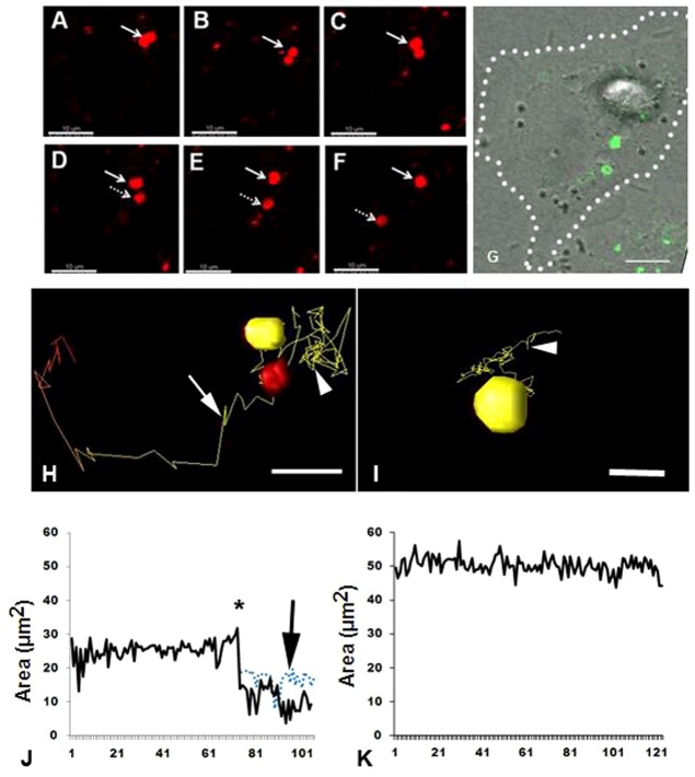 Fig. 7.