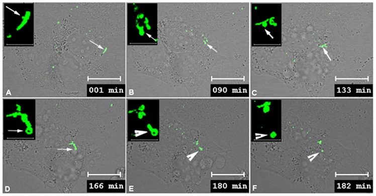 Fig. 6.