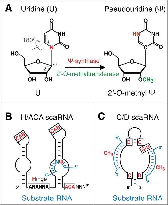 Figure 2.