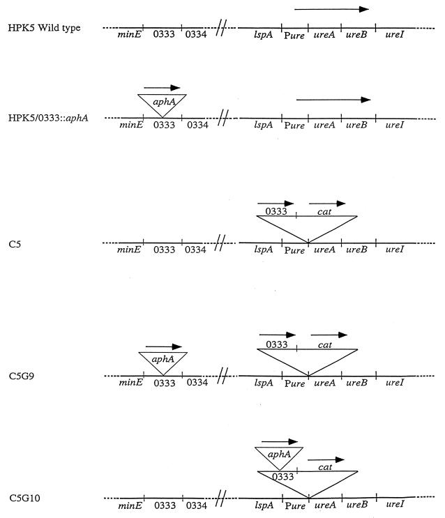 FIG. 5