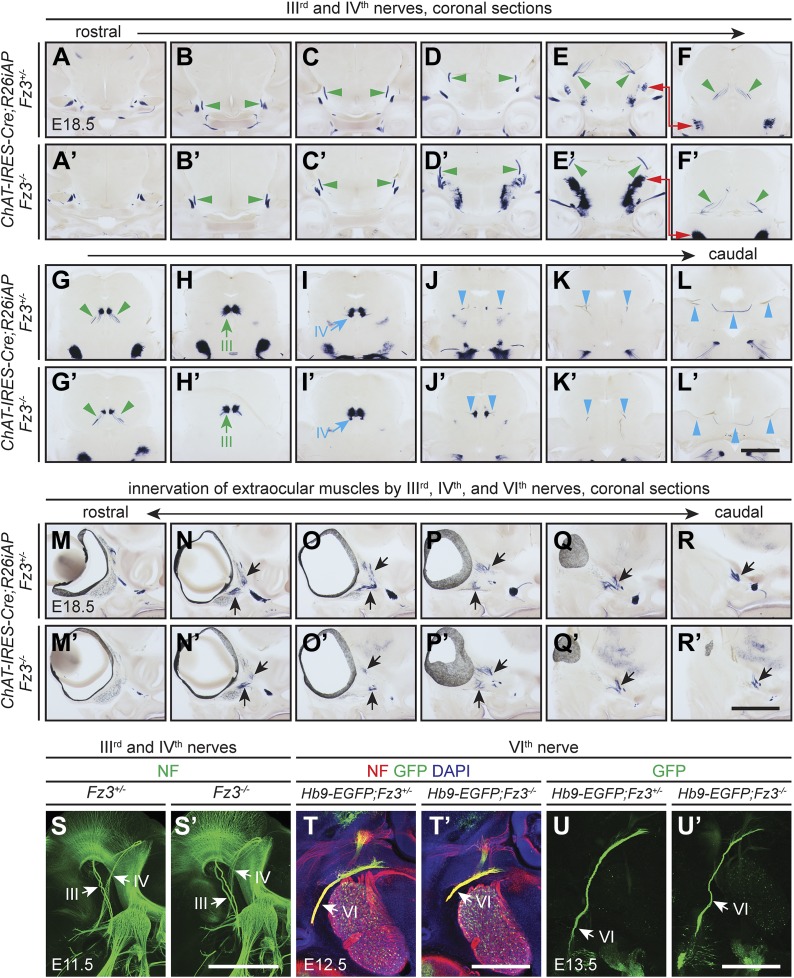 Figure 2—figure supplement 1.