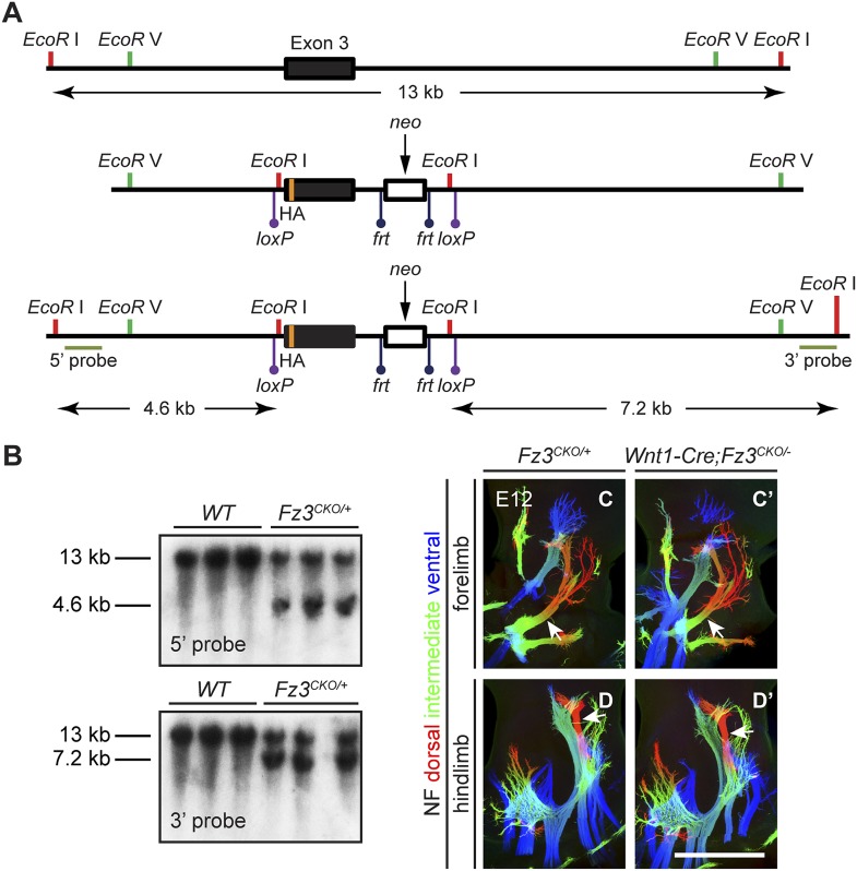 Figure 6—figure supplement 1.