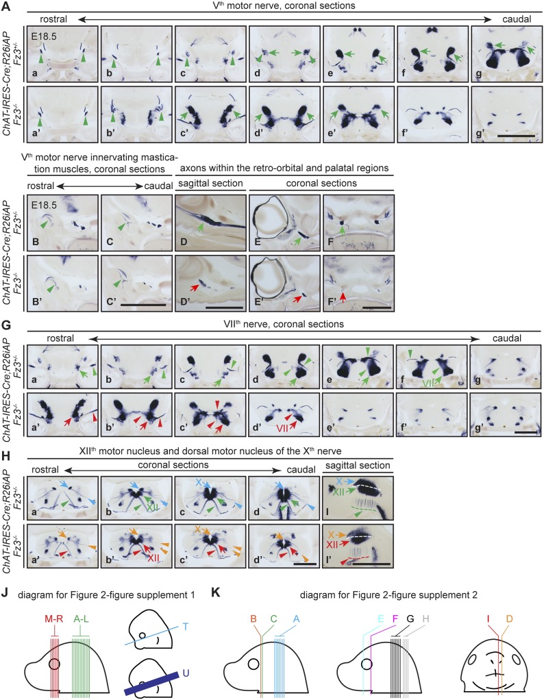 Figure 2—figure supplement 2.