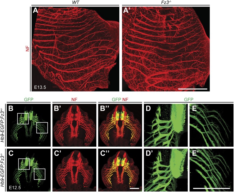 Figure 4—figure supplement 3.