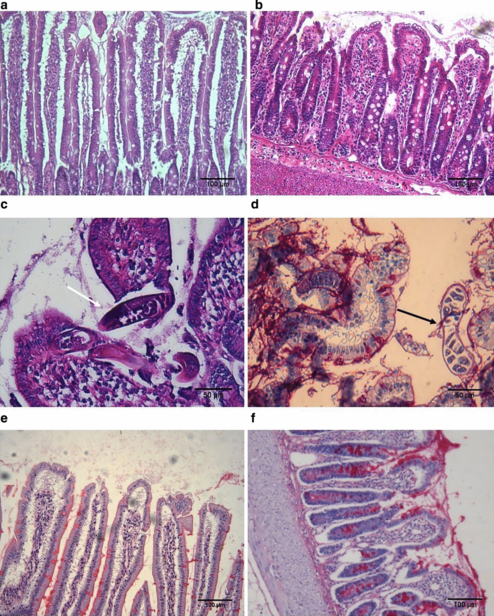 Fig. 1