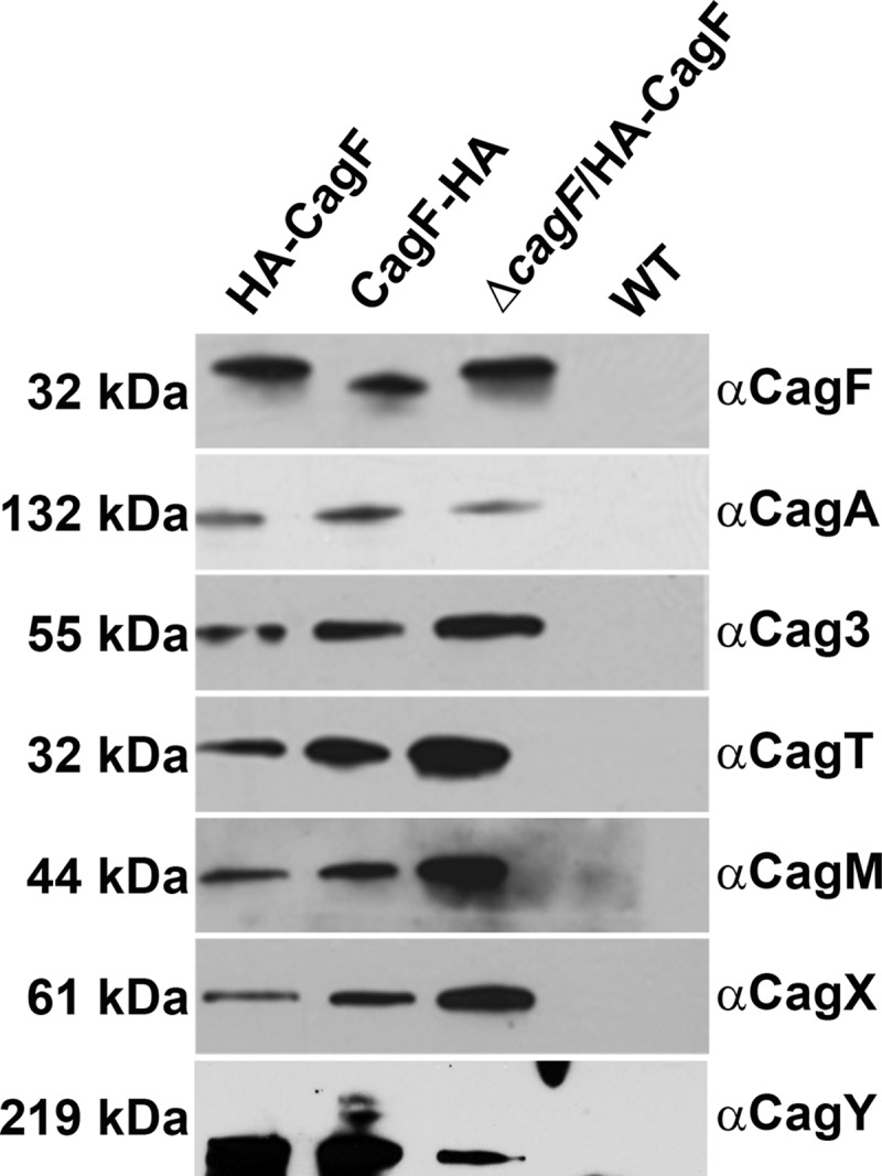 FIG 1 