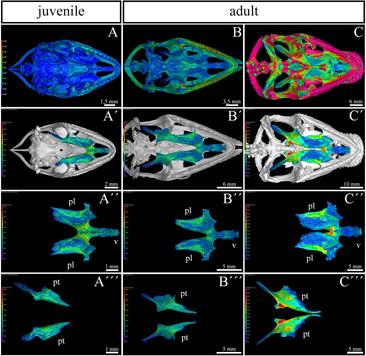 FIGURE 3