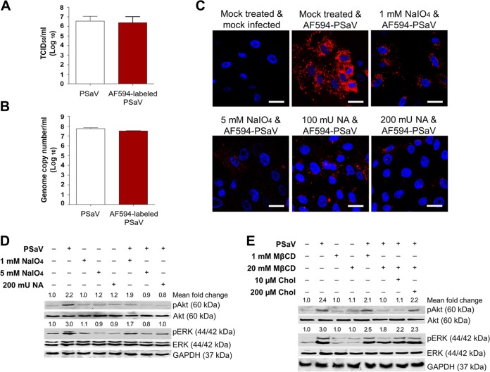 FIG 6