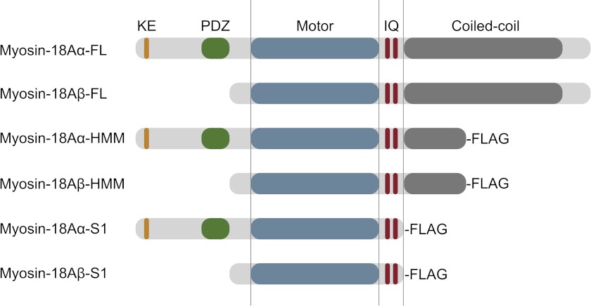 FIGURE 1.