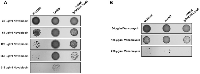 FIGURE 2