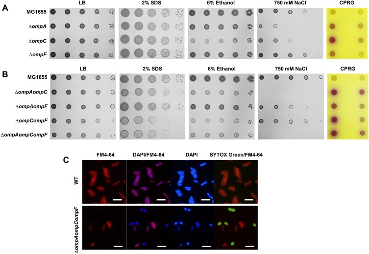 FIGURE 3