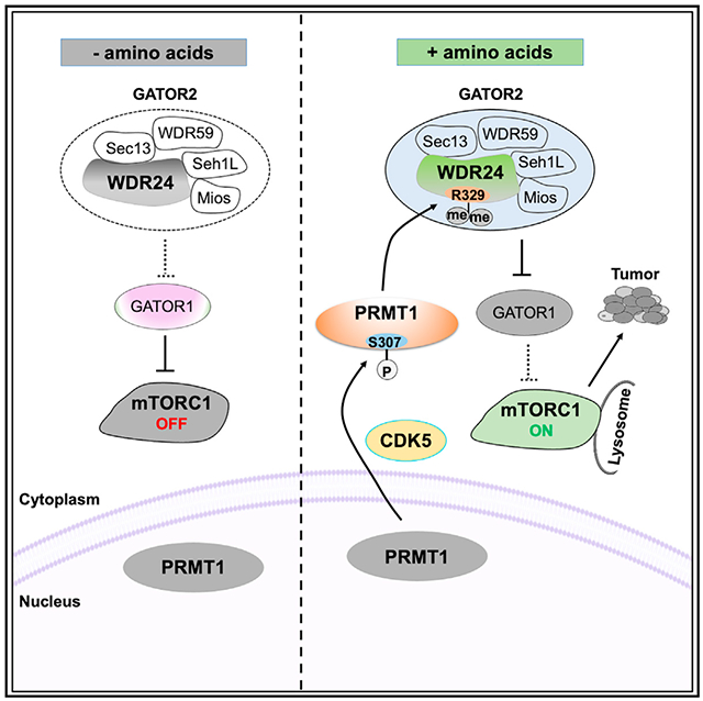 graphic file with name nihms-1889513-f0001.jpg