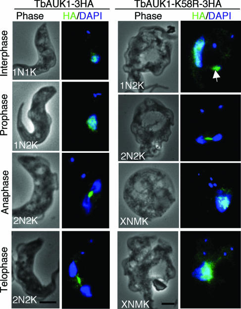 FIG. 6.