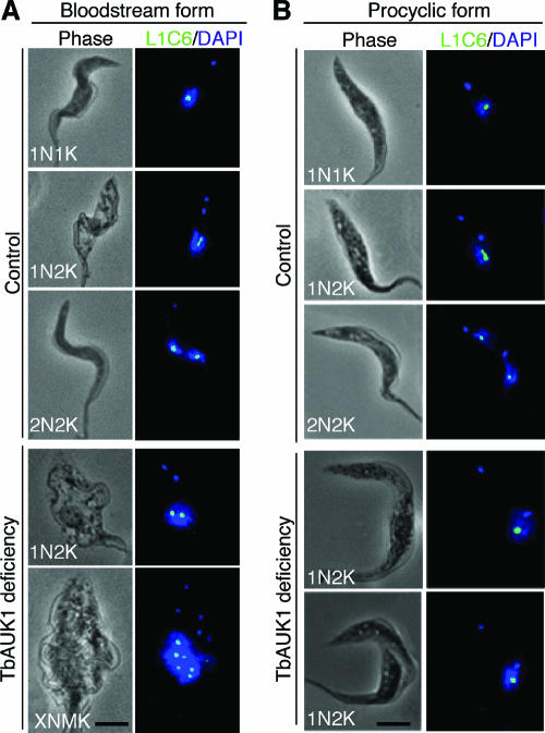 FIG. 7.