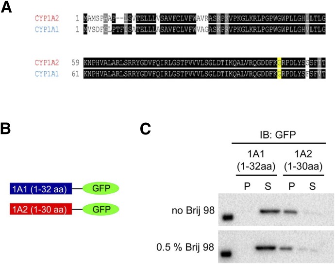 Fig. 17.