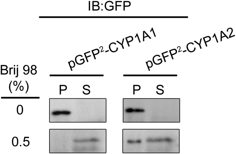 Fig. 15.